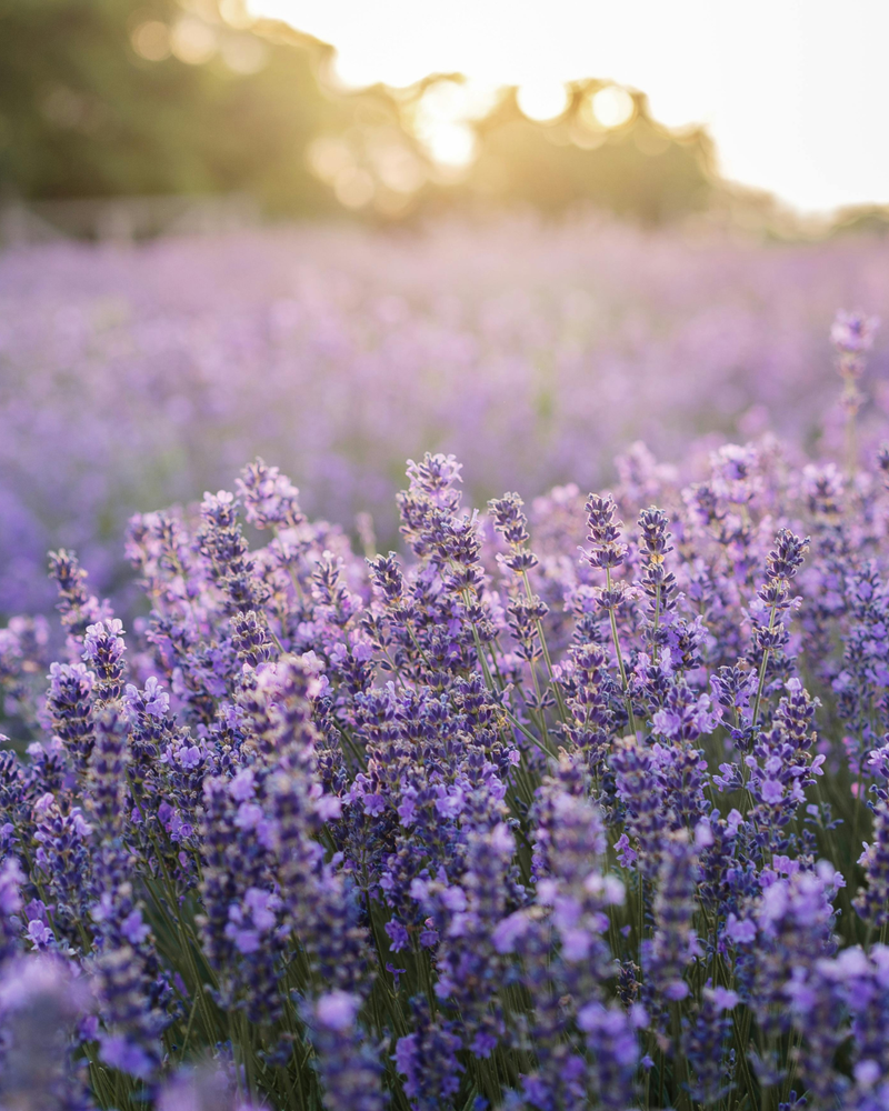 Aromatic